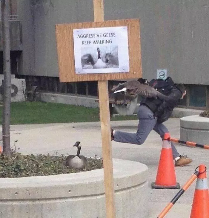 Weird images that somehow make you laugh out of nowhere - #48 