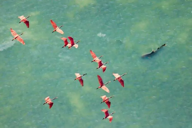 Spectacular images of the 2025 mangrove photography awards - #1 Aerial triumph: predator and prey in nature’s grand chase captured from above