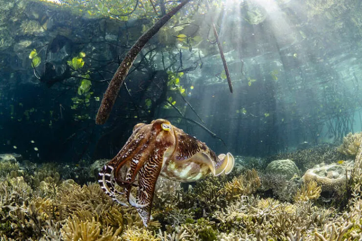 Spectacular images of the 2025 mangrove photography awards - #14 Hermit crab kingdom revealed at low tide—tiny ruler of a sandy isle