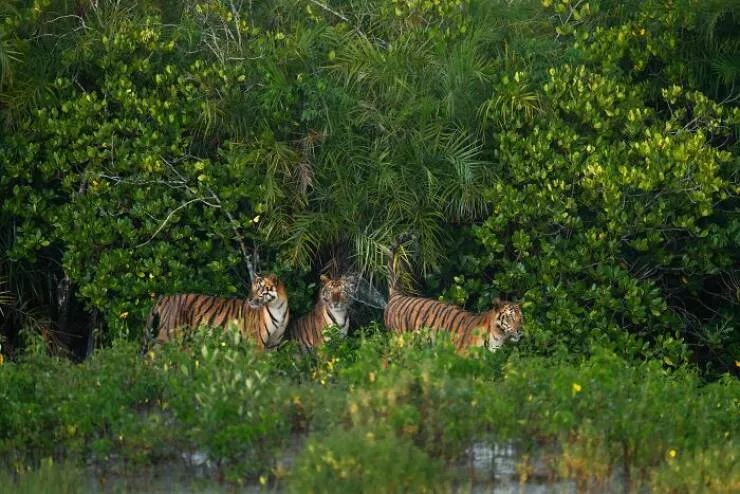 Spectacular images of the 2025 mangrove photography awards - #15 Scent marking backfires as monkey slips into awkward splashdown