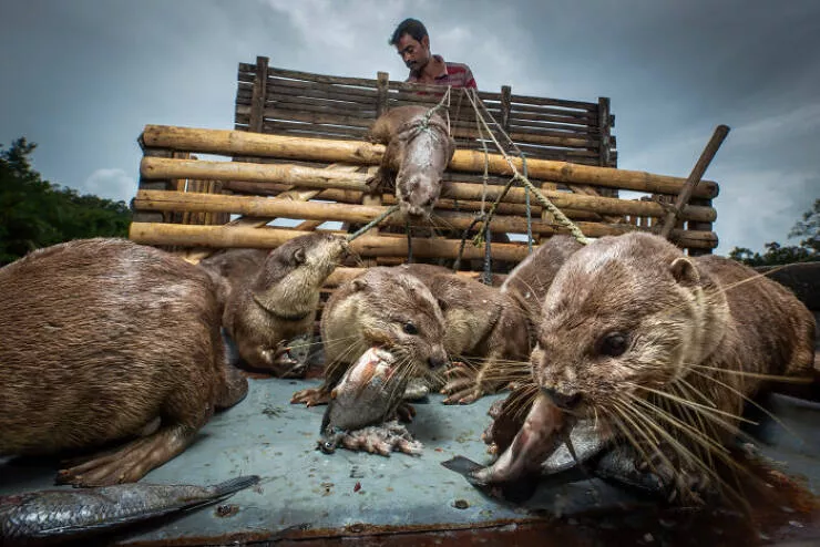 Spectacular images of the 2025 mangrove photography awards - #17 Fisherman and otter partners share a river, tradition in harmony