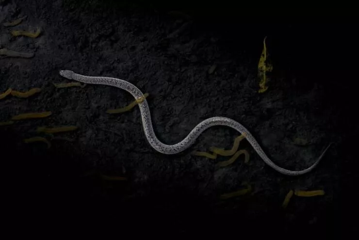 Spectacular images of the 2025 mangrove photography awards - #18 Mud ripple looks like a serpent—illusion born of light and water
