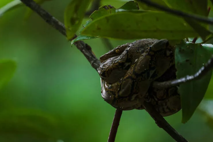 Spectacular images of the 2025 mangrove photography awards - #20 Silent flight through dusk—owl vanishes as night takes over