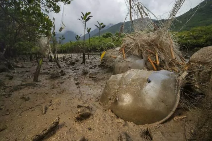 Spectacular images of the 2025 mangrove photography awards - #21 Shadowed nets trap hope in a murky wildlife crisis