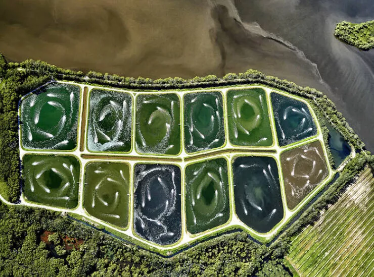 Spectacular images of the 2025 mangrove photography awards - #22 Shrimp farms devour wetlands—profit over planet on display