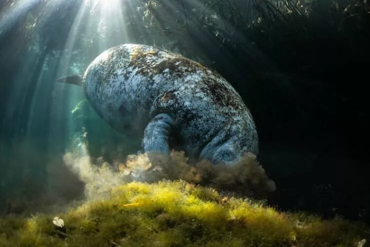 Spectacular images of the 2025 mangrove photography awards