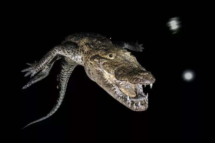Spectacular images of the 2025 mangrove photography awards - #4 Guardian of the deep: eel emerges from shadowy ocean ruins
