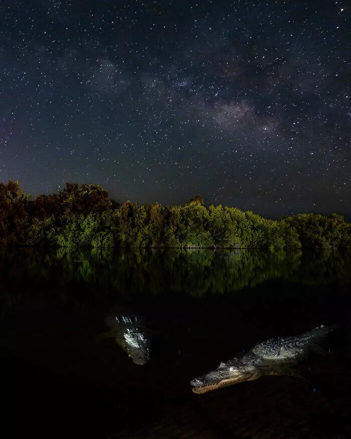 Spectacular images of the 2025 mangrove photography awards - #5 Crocodile’s gaze aligns with starry night—nature’s cosmic duality