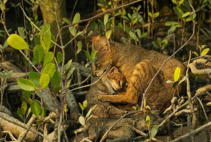 Spectacular images of the 2025 mangrove photography awards - #7 Mother’s instinct shields cub in a moment of wild vulnerability