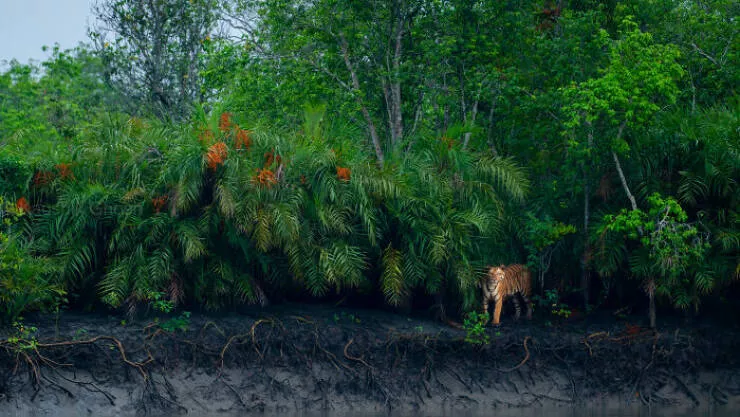 Spectacular images of the 2025 mangrove photography awards - #8 Mangrove bloom glows in golden light, nature’s hidden flower