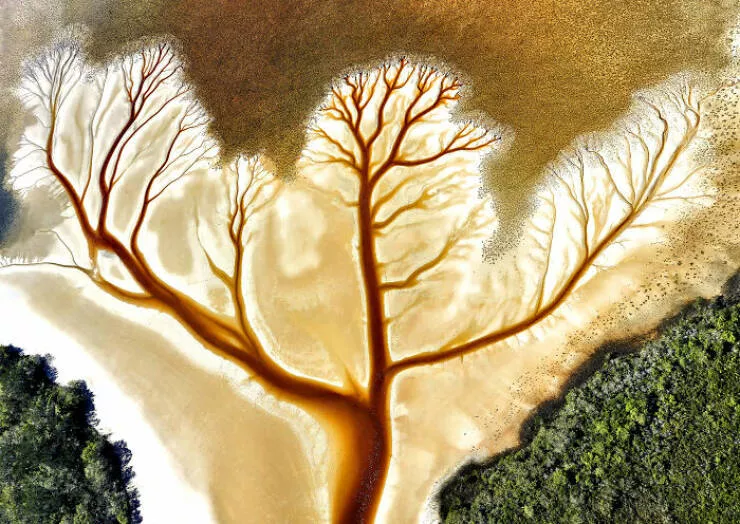 Spectacular images of the 2025 mangrove photography awards - #9 Branching rivers from above mimic neural networks in earth’s skin