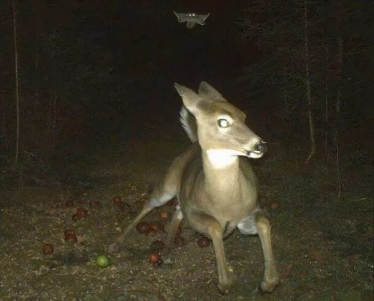 Quand la nature a decide de tout lacher prise - #7 Cerf détalant de peur devant un écureuil volant, caméra de sentier témoin