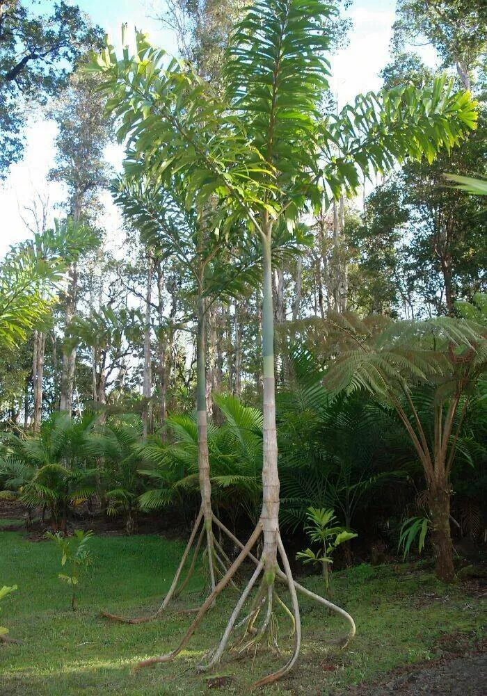Quand la nature a decide de tout lacher prise - #8 L’arbre marcheur change d’endroit, pousse de nouvelles racines, abandonne les anciennes