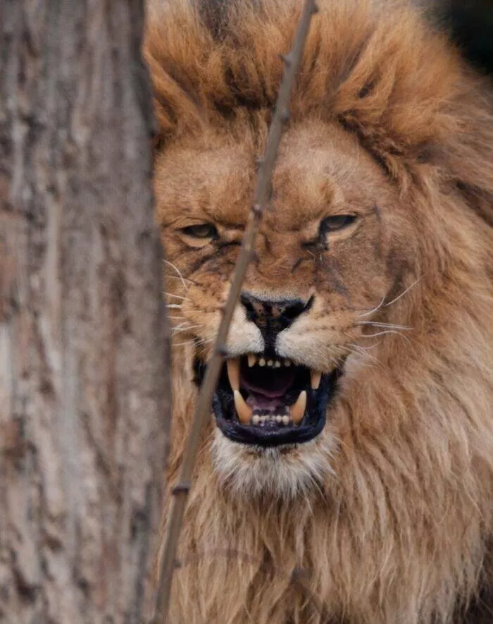 Hilarious animals who seem to be in on the joke - #1 