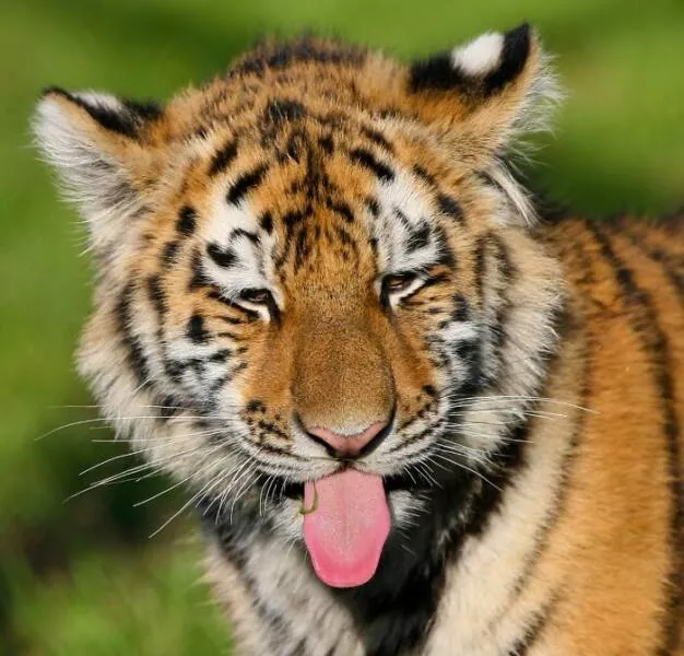 Hilarious animals who seem to be in on the joke