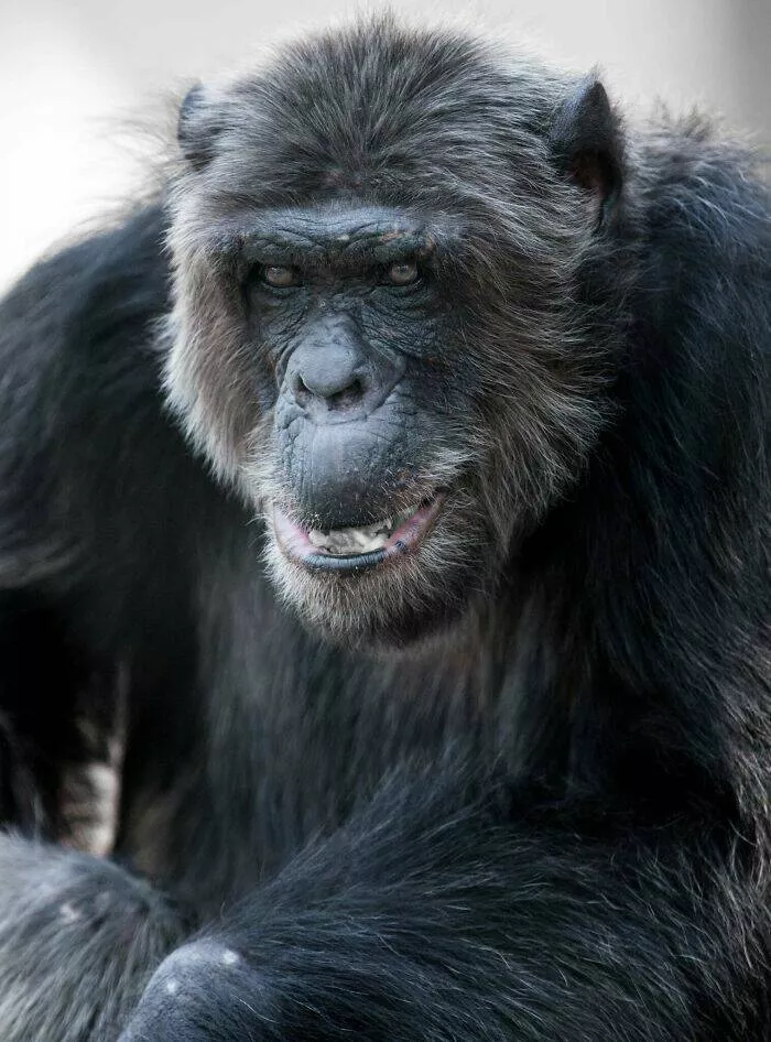 Hilarious animals who seem to be in on the joke - #11 