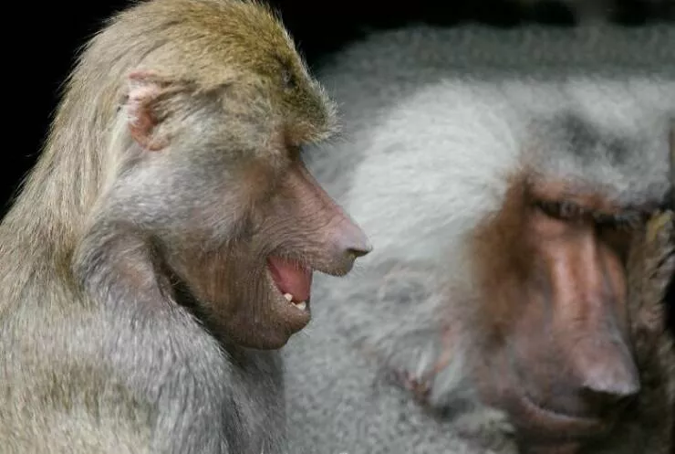 Hilarious animals who seem to be in on the joke - #12 