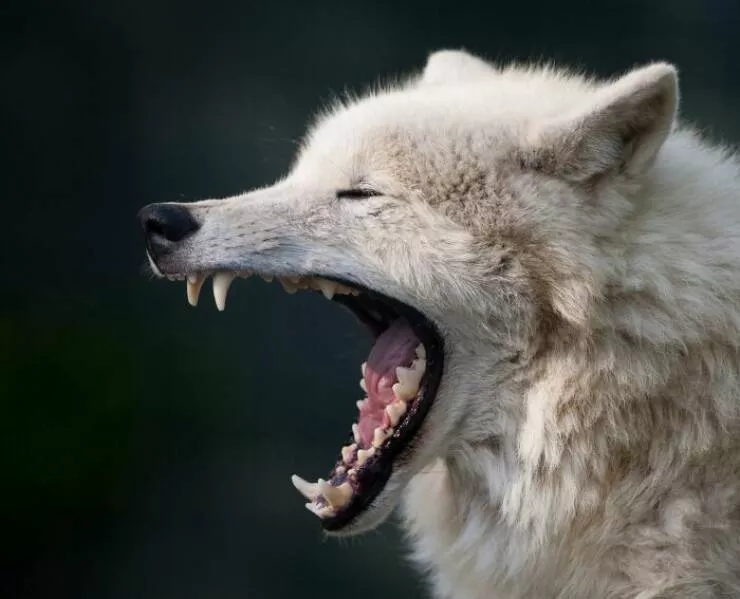 Hilarious animals who seem to be in on the joke - #13 