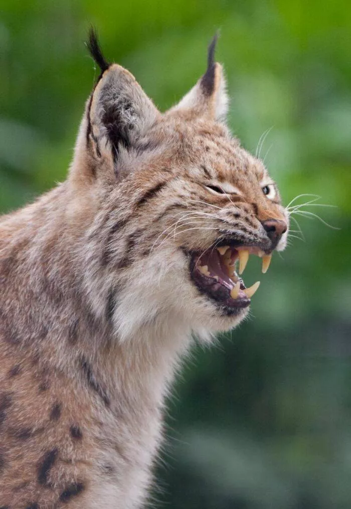 Hilarious animals who seem to be in on the joke - #14 