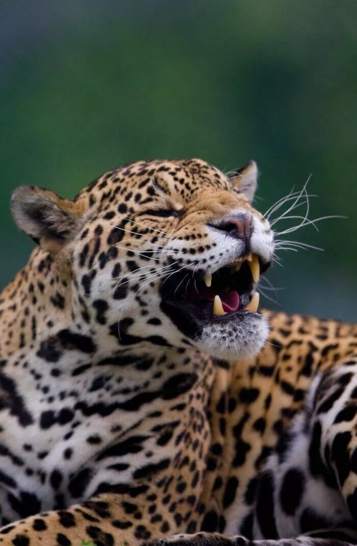 Hilarious animals who seem to be in on the joke - #15 