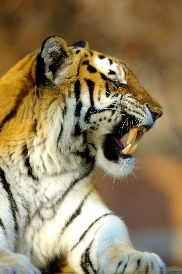 Animaux hilarants qui ont lair de comprendre la blague - #17 