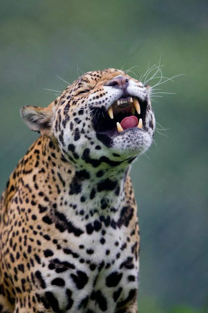 Hilarious animals who seem to be in on the joke - #2 