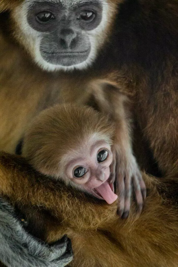 Animaux hilarants qui ont lair de comprendre la blague - #3 