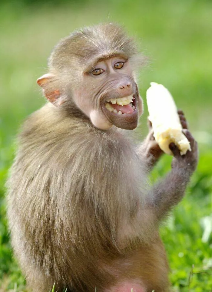Hilarious animals who seem to be in on the joke - #4 
