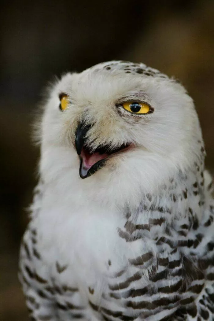 Hilarious animals who seem to be in on the joke - #5 