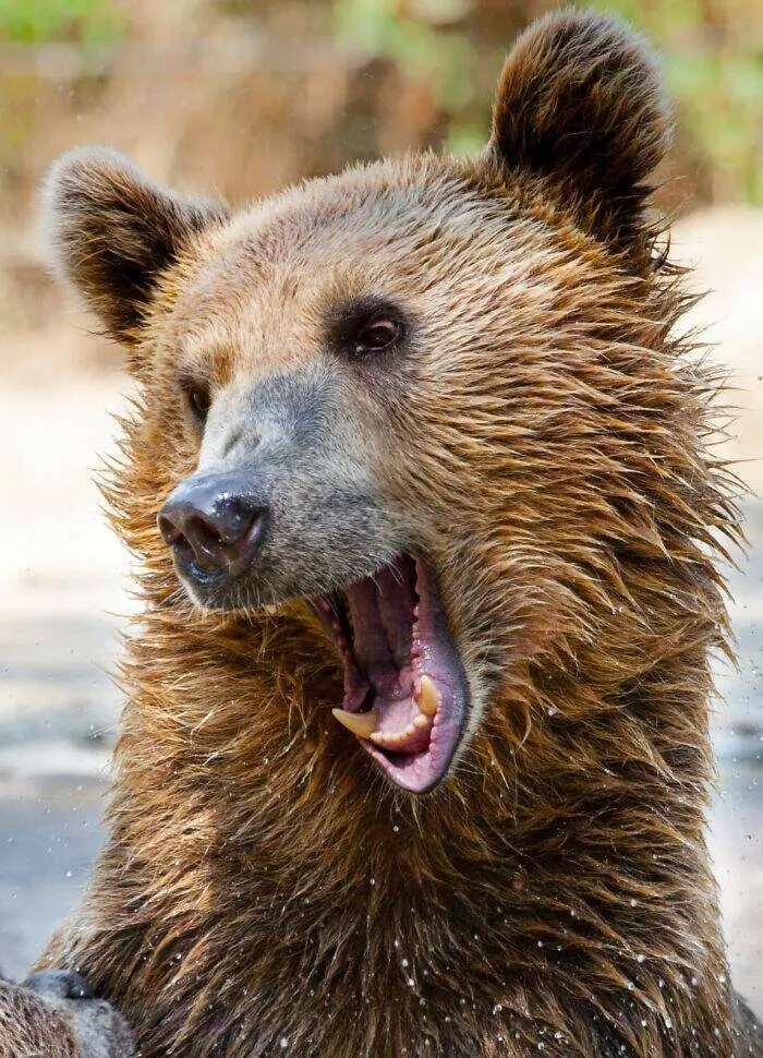 Hilarious animals who seem to be in on the joke - #6 