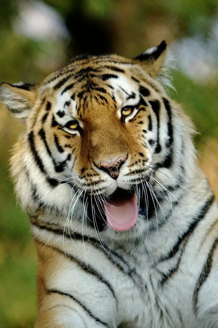 Hilarious animals who seem to be in on the joke - #7 