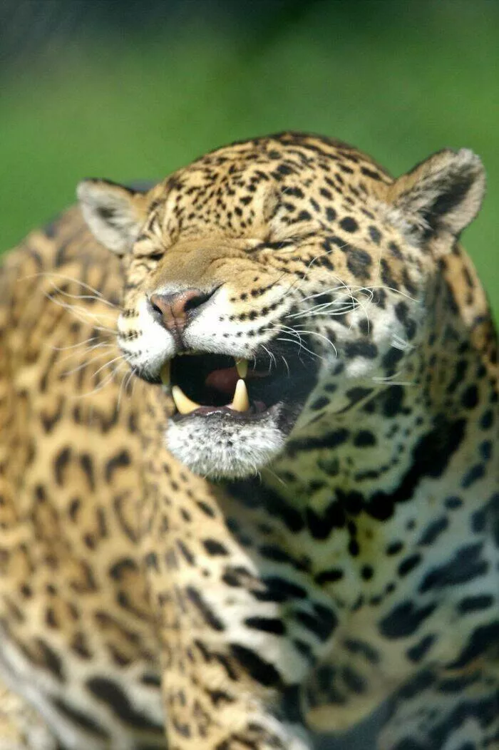 Hilarious animals who seem to be in on the joke - #8 