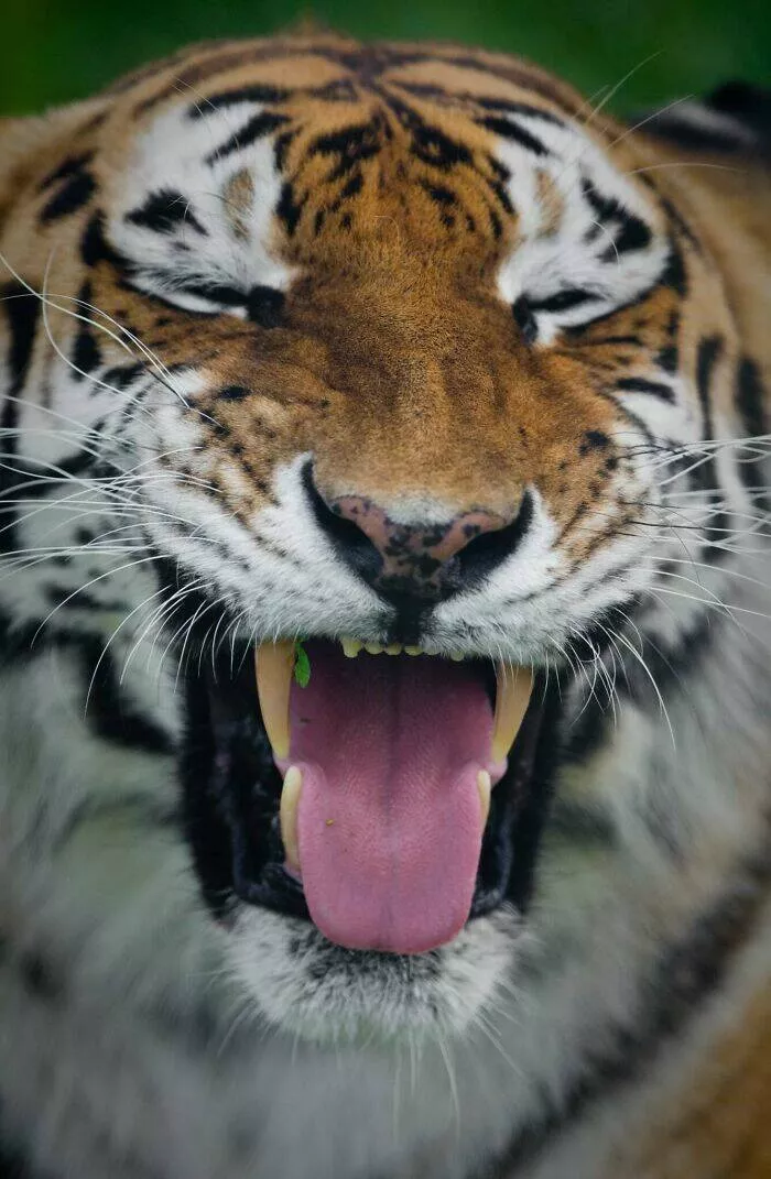 Hilarious animals who seem to be in on the joke - #9 