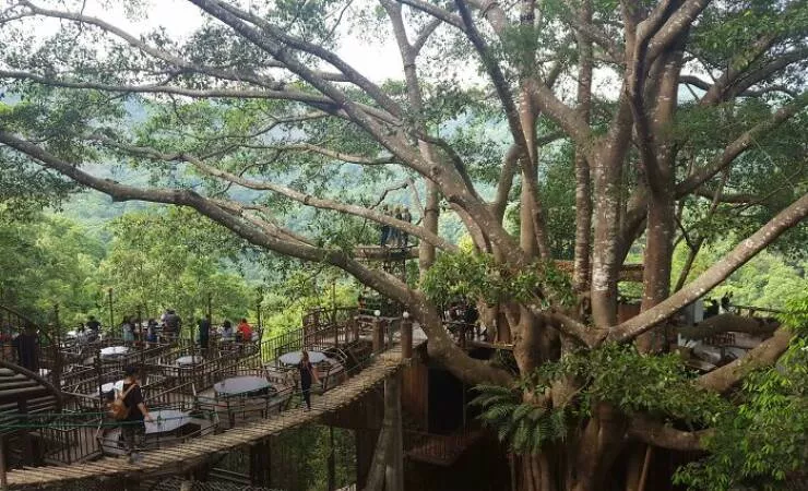 Tresors caches de la planete des pepites trouvees partout - #36 Café dans un arbre géant au sommet d’une montagne en Thaïlande