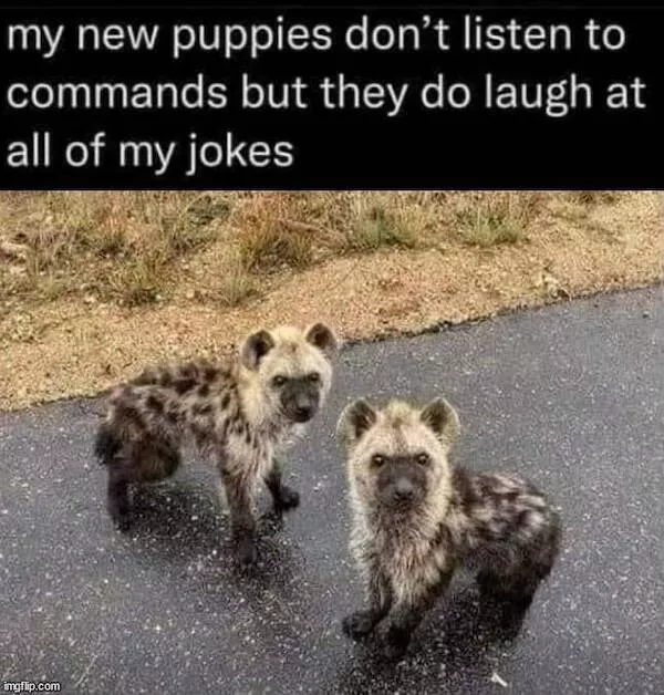 Animaux garants de fous rires humour pur a quatre pattes - #1 