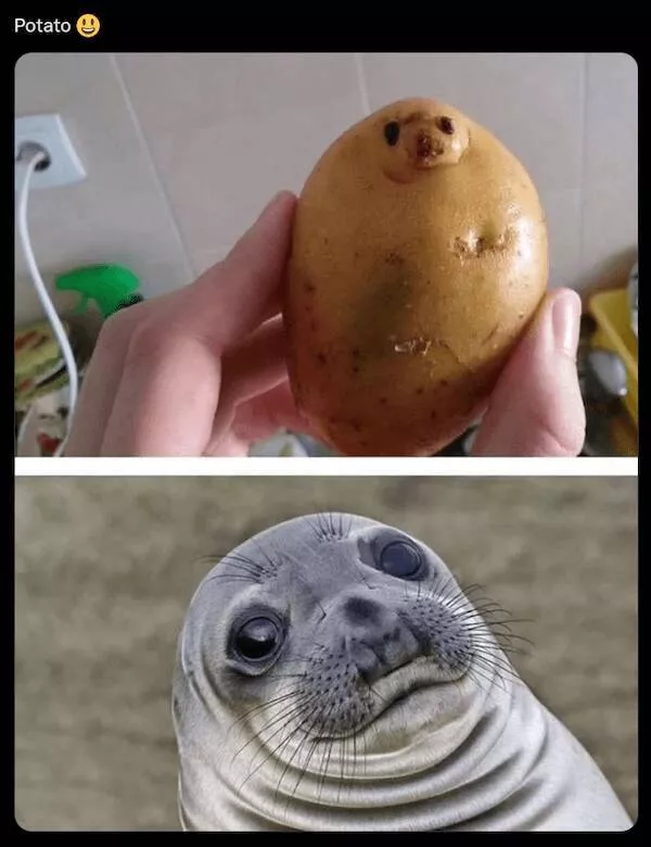 Animaux garants de fous rires humour pur a quatre pattes - #10 