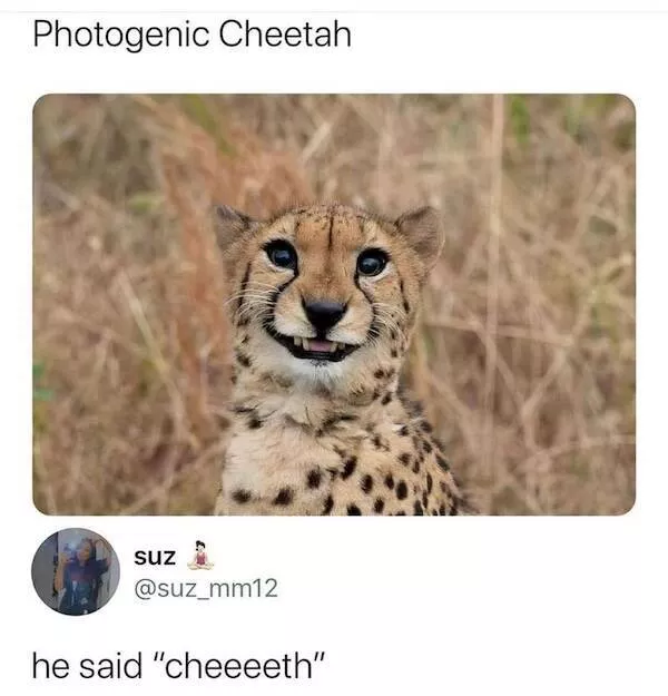 Pawsitive laughs guaranteed when animals become comedy stars - #11 
