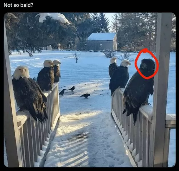 Animaux garants de fous rires humour pur a quatre pattes - #14 