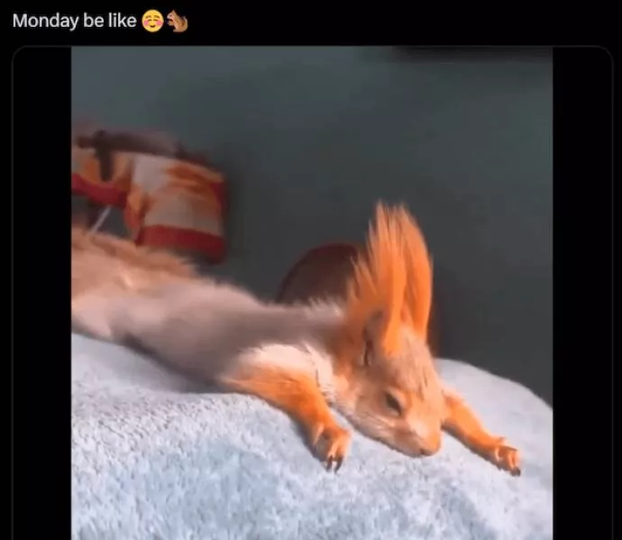 Animaux garants de fous rires humour pur a quatre pattes - #16 