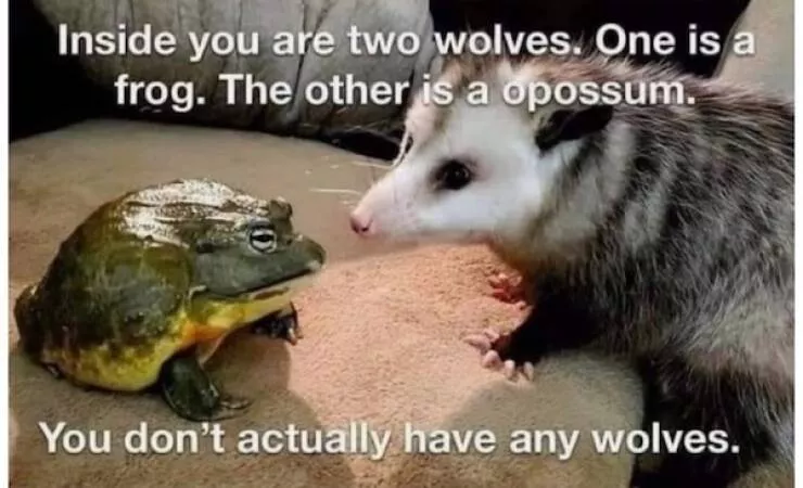 Pawsitive laughs guaranteed when animals become comedy stars - #19 