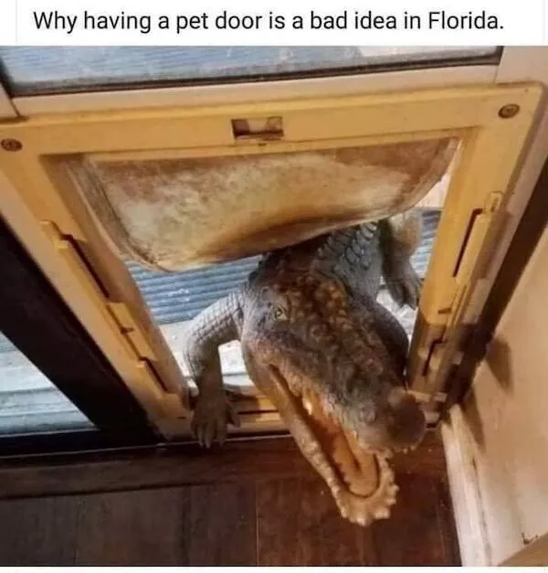 Pawsitive laughs guaranteed when animals become comedy stars - #2 
