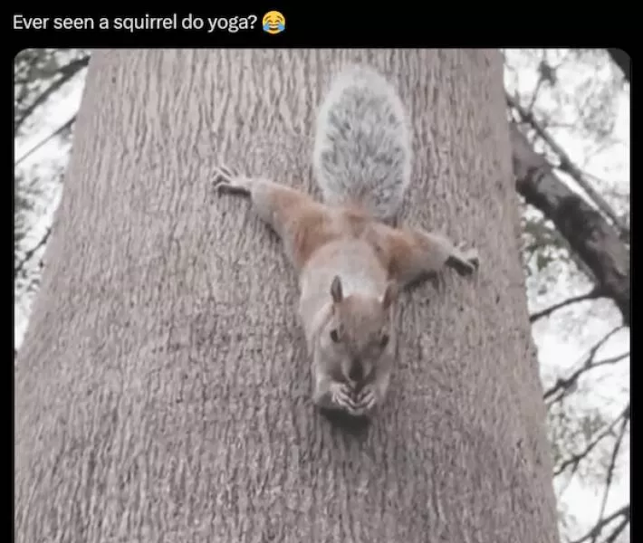Pawsitive laughs guaranteed when animals become comedy stars - #20 
