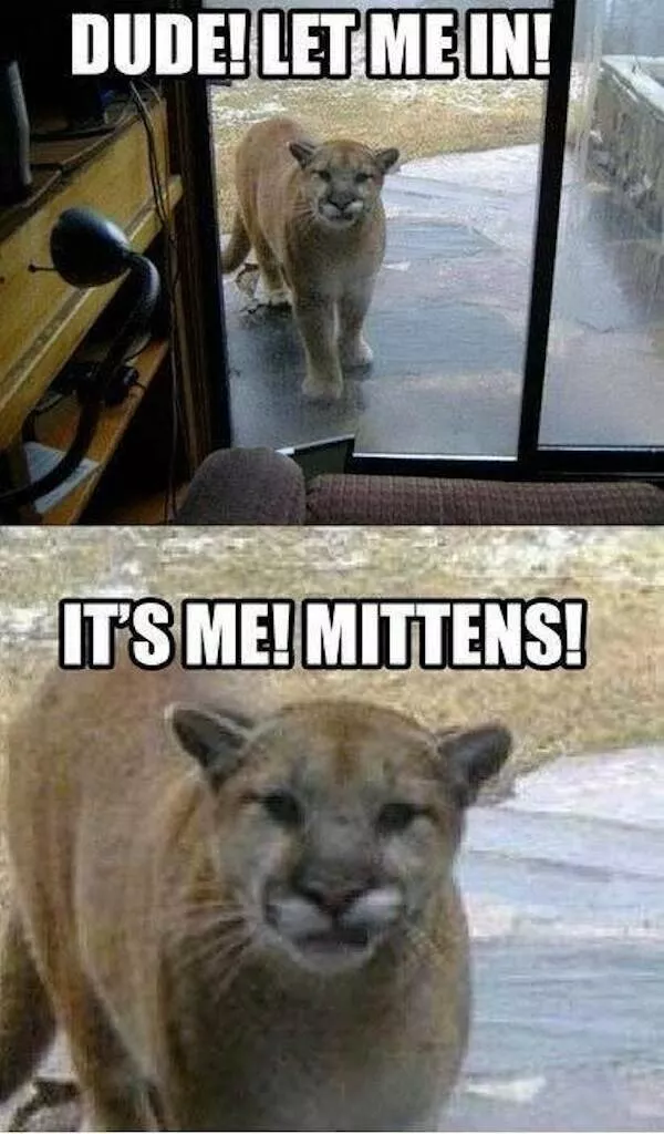 Pawsitive laughs guaranteed when animals become comedy stars - #21 
