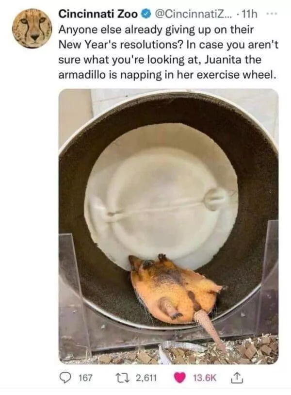 Pawsitive laughs guaranteed when animals become comedy stars - #22 