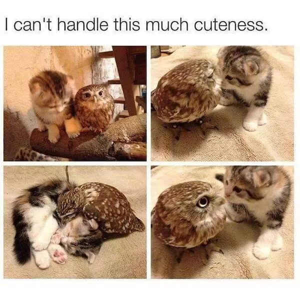 Pawsitive laughs guaranteed when animals become comedy stars - #23 