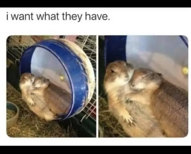 Pawsitive laughs guaranteed when animals become comedy stars - #3 