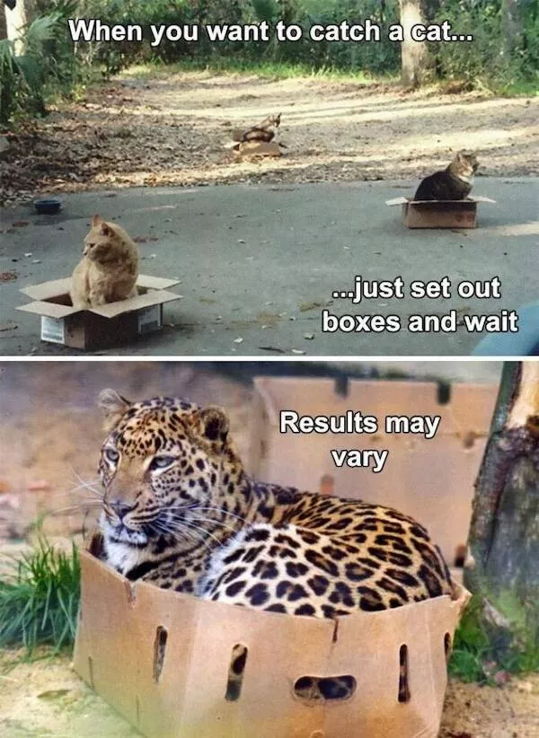 Animaux garants de fous rires humour pur a quatre pattes - #5 