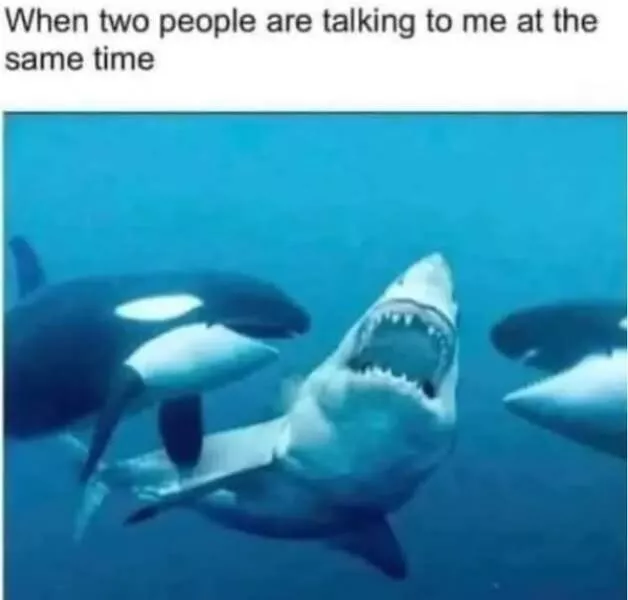 Pawsitive laughs guaranteed when animals become comedy stars - #6 