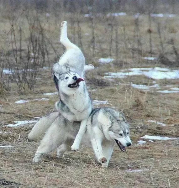 Picdump 137 - #30 