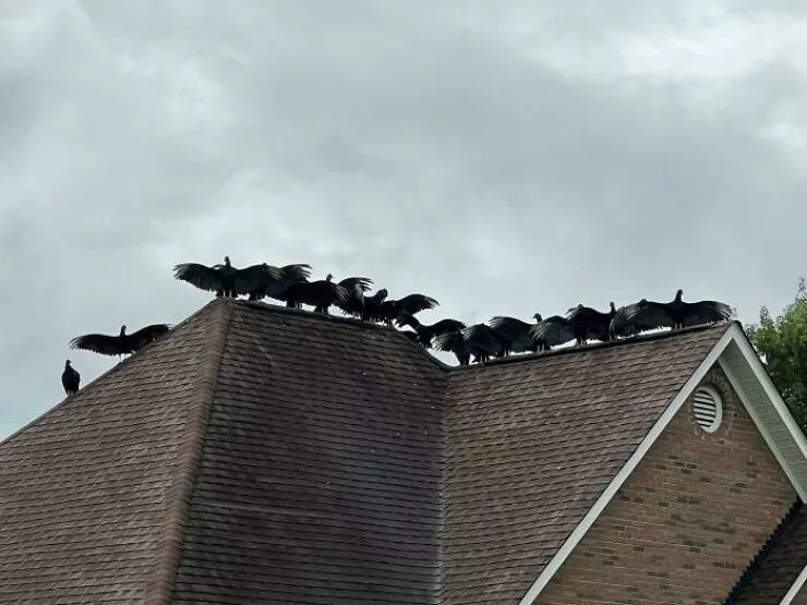 Quand la nature decide detre profondement effrayante - #1 Vautours perchés sur le toit du voisin, réunion en plein ciel Quand la nature decide detre profondement effrayante - #1 Vautours perchés sur le toit du voisin, réunion en plein ciel